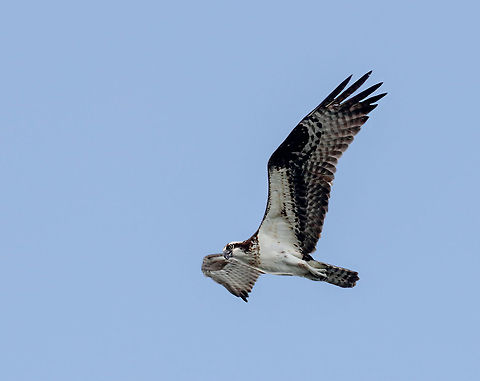 Osprey in flight This osprey was flying over a lake in search of fish. It took a burst of 10 shots handheld to get this keeper. Osprey,Pandion haliaetus