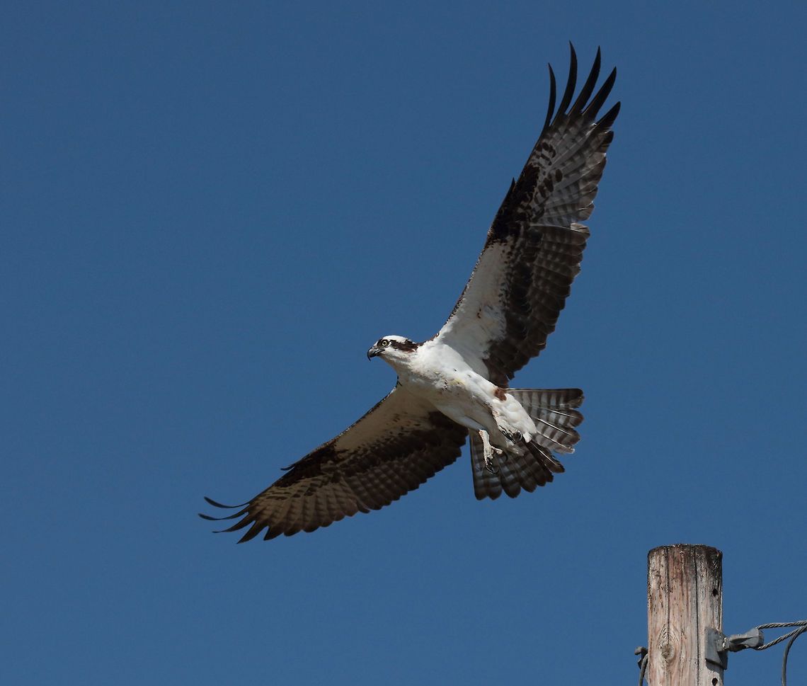 Another Osprey I stumbled on this after I uploaded the last one. I can remove the previous image if too redundant. Osprey,Pandion haliaetus