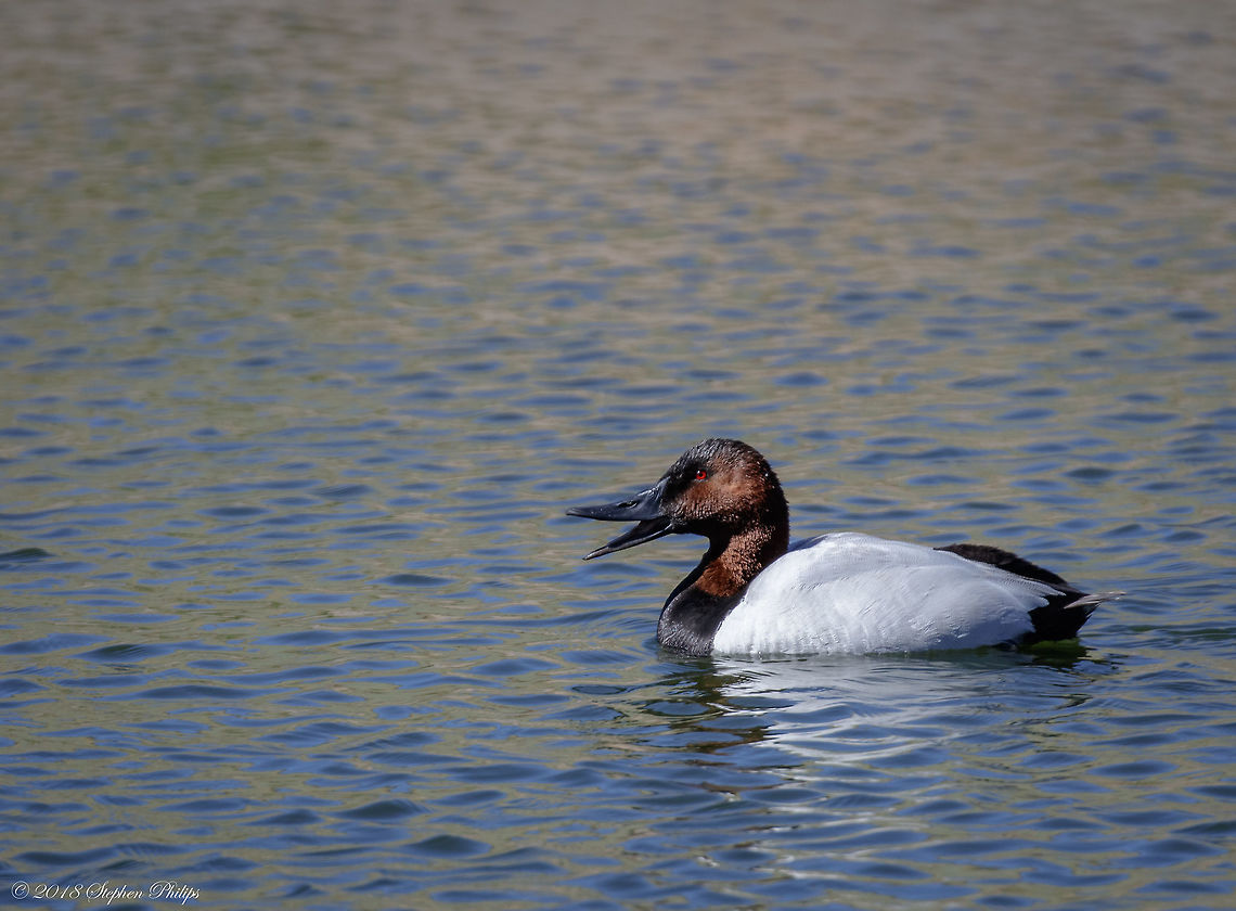 First Sighting... Breeding Male The canvasback migrates through the Mississippi Flyway to wintering grounds in the mid-Atlantic United States and the Lower Mississippi Alluvial Valley (LMAV), or the Pacific Flyway to wintering grounds along the coast of California. Historically, the Chesapeake Bay wintered the majority of canvasbacks, but with the recent loss of submerged aquatic vegetation (SAV) in the bay, their range has shifted south towards the LMAV. Brackish estuarine bays and marshes with abundant submergent vegetation and invertebrates are ideal wintering habitat for canvasbacks. A small number of birds are also known to have crossed the Atlantic, with several sightings being recorded in the United Kingdom. In December 1996, a canvasback was observed in a quarry in Kent, which was followed by an additional sighting in Norfolk in January 1997. At least five more sightings have since been confirmed in England. Aythya valisineria,Canvasback,Geotagged,United States,Winter