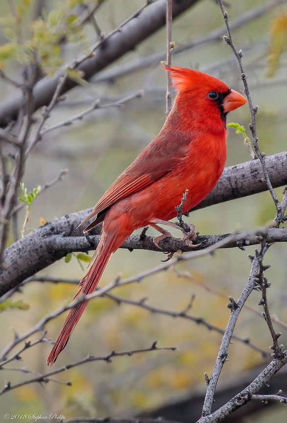 First sighting this spring This Northern Cardinal is my first of the season. What a beautifully fresh healthy bird. Loving the warmer weather in the Arizona desert and providing a early spring reminder that winter is just about over. Cardinalis cardinalis,Geotagged,Northern Cardinal,Spring,United States