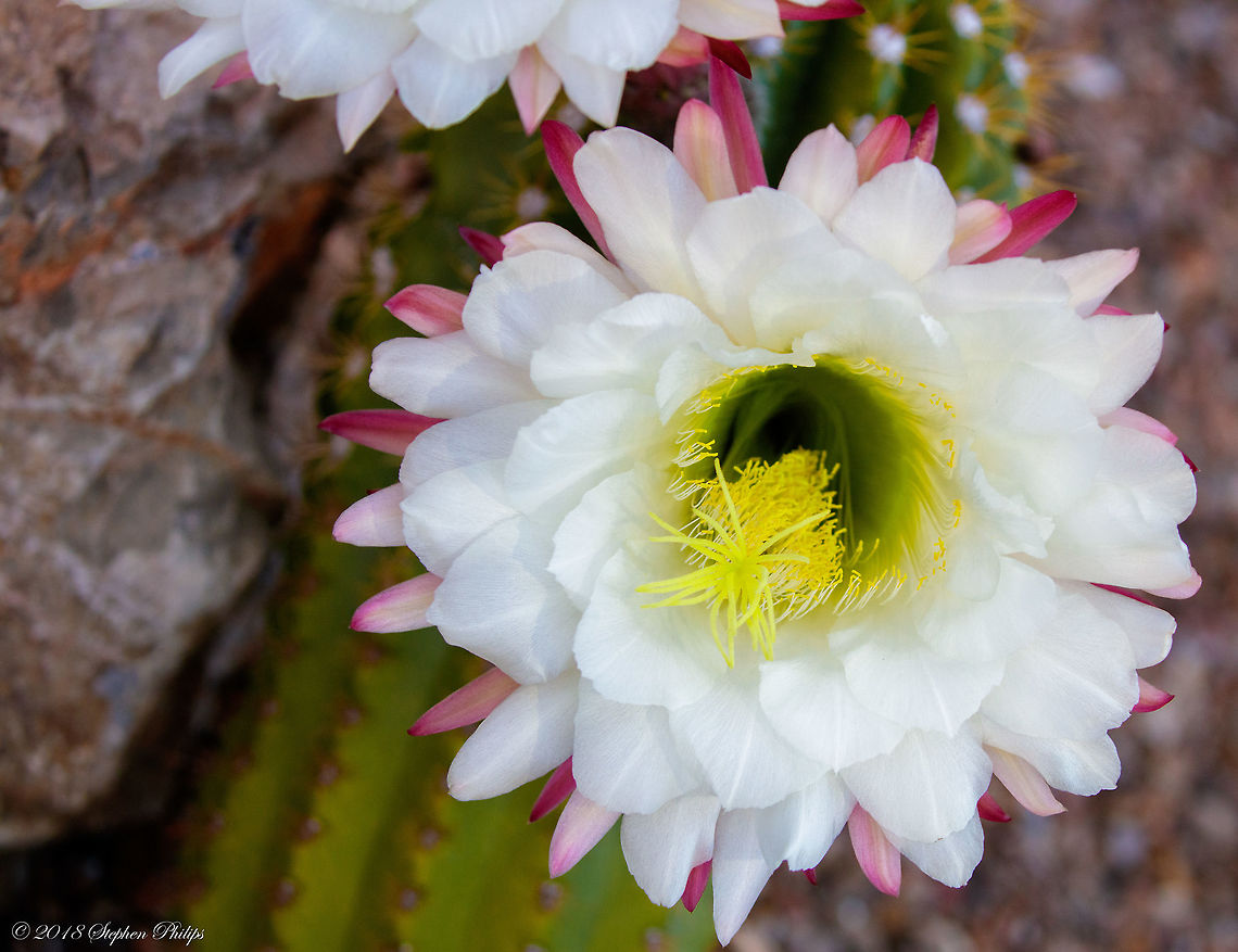Big Bertha first bloom of spring Echinopsis is a large genus of cacti native to South America, sometimes known as hedgehog cactus, sea-urchin cactus or Easter lily cactus. One small species, E. chamaecereus, is known as the peanut cactus. The 128 species range from large and treelike types to small globose cacti. The name derives from echinos hedgehog or sea urchin, and opsis appearance, a reference to these plants' dense coverings of spines. Echinopsis spachiana,Geotagged,Spring,United States