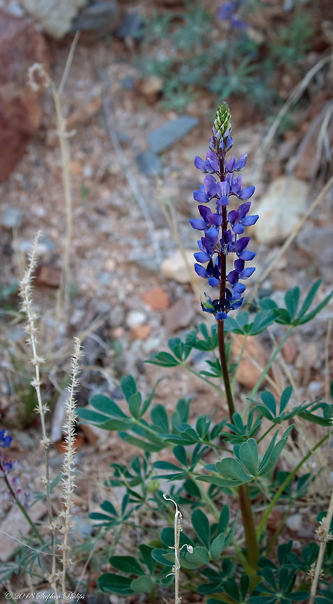 Arizona Lupine Unfortunately we did not get early winter rains and it doesn't look like we will be getting enough precipitation to bring out many desert wildflowers this year. There are a few spots that have produce sparse blooms and this is one of them. I might have to travel this spring to find some photo ops...  Geotagged,Lupinus arizonicus,Spring,United States