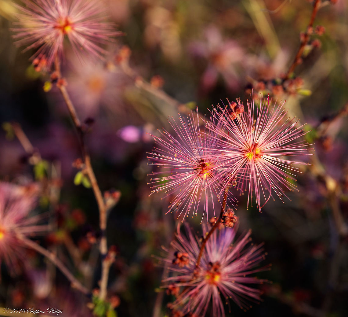 Fairy Duster This shrub bloom is very interesting although the plant produces leaves and blooms that are very sparse most likely due to the arid climate in Arizona.  Calliandra eriophylla,Geotagged,Spring,United States