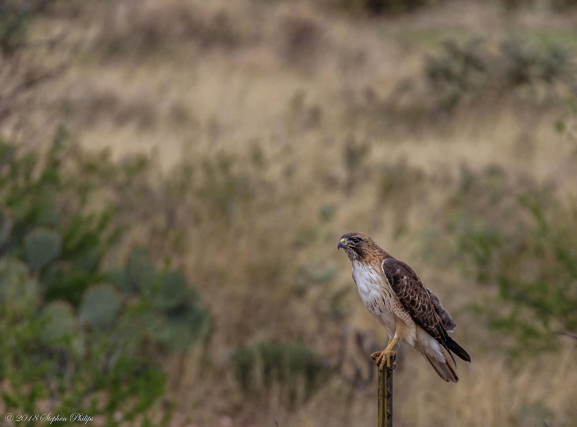 Red Tail Hawk I believe this is my first capture of a red tail. I was able to get him in flight posted here:<br />
<br />
<figure class="photo"><a href="https://www.jungledragon.com/image/58721/red_tail_bif.html" title="Red Tail BIF"><img src="https://s3.amazonaws.com/media.jungledragon.com/images/2428/58721_thumb.jpg?AWSAccessKeyId=05GMT0V3GWVNE7GGM1R2&Expires=1770854410&Signature=%2F1KHia31VGoD4HoE%2FeLJfJ%2FnUd0%3D" width="200" height="122" alt="Red Tail BIF First red tail in flight I have taken. Buteo jamaicensis,Geotagged,Red-tailed hawk,Spring,United States" /></a></figure> Buteo jamaicensis,Geotagged,Red-tailed hawk,Spring,United States