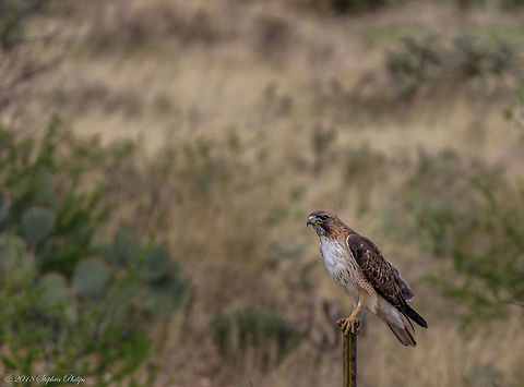 Red Tail Hawk I believe this is my first capture of a red tail. I was able to get him in flight posted here:

https://www.jungledragon.com/image/58721/red_tail_bif.html Buteo jamaicensis,Geotagged,Red-tailed hawk,Spring,United States