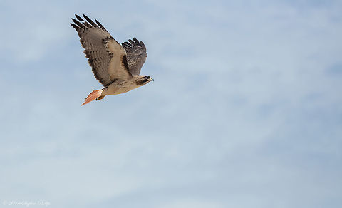 Red Tail BIF First red tail in flight I have taken. Buteo jamaicensis,Geotagged,Red-tailed hawk,Spring,United States