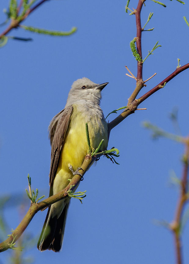 Cassin's Kingbird Not a common sighting but they do migrate in Arizona during mating migration. Very large flycatcher. Beautiful coloring. Cassin's kingbird,Geotagged,Spring,Tyrannus vociferans,United States