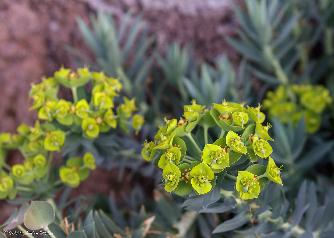 Gopher Spurges Very interesting species of plant. Euphorbia myrsinites,Geotagged,Spring,United States