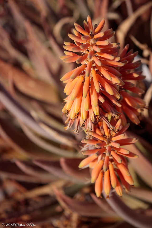 Aloe arborescens in bloom Compared to Aloe vera, Aloe arborescens has thinner leaves, with a thicker external cuticle, containing more antrachinonic elements, which have strong anti-viral, antimicrobial and laxative effects. The ligneous trunk and the scarce amount of water in the leaf make this plant particularly resistant, even in case of less favorable weather conditions.<br />
A lower quantity of gel means lower convenience for the producers, and this is the reason why Aloe arborescens&lsquo; cultivation is still less common than Aloe Vera&rsquo;s. The most recent international bibliography, however, proves that its phytotherapic properties are with no doubt superior, and that&rsquo;s why we tend to prefer it for our products. Aloe arborescens,Geotagged,Spring,United States