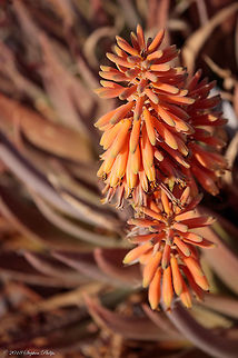 Aloe arborescens in bloom Compared to Aloe vera, Aloe arborescens has thinner leaves, with a thicker external cuticle, containing more antrachinonic elements, which have strong anti-viral, antimicrobial and laxative effects. The ligneous trunk and the scarce amount of water in the leaf make this plant particularly resistant, even in case of less favorable weather conditions.
A lower quantity of gel means lower convenience for the producers, and this is the reason why Aloe arborescens‘ cultivation is still less common than Aloe Vera’s. The most recent international bibliography, however, proves that its phytotherapic properties are with no doubt superior, and that’s why we tend to prefer it for our products. Aloe arborescens,Geotagged,Spring,United States