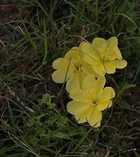 Primrose or Sundrop A wonderful sight in an otherwise plain grassy area that did not look to yield anything worthy of looking closer at. This primrose was standing out like the sun in a very dark and shadowed area in the grass. I am glad I took the time to study the area. Geotagged,Oenothera fruticosa,Spring,United States