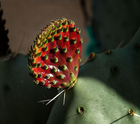 Argentine Pricklypear