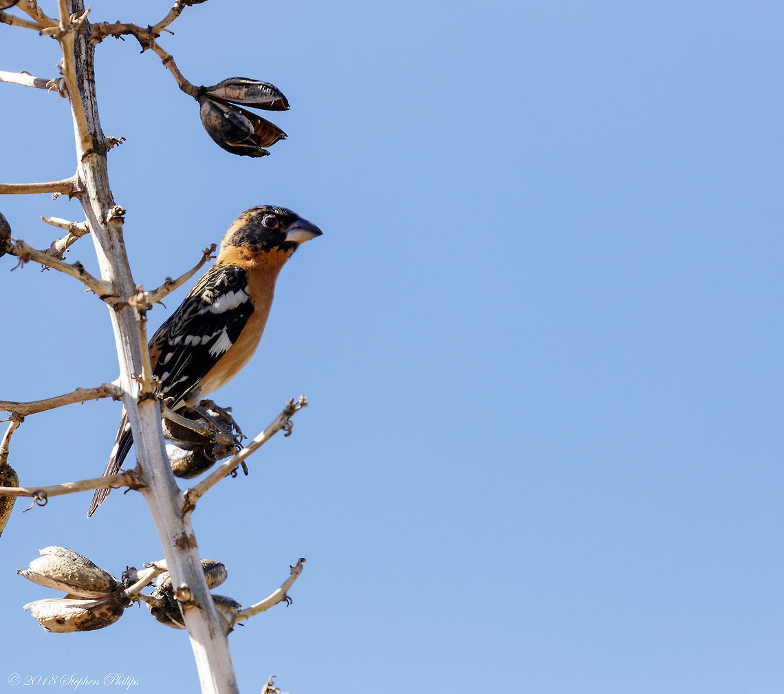 Sitting on a yucca bench Haven&#039;t seen a lot of these grosbeaks. Was surprised to see it posted already... Great job Mossy Rock! Geotagged,Pheucticus melanocephalus,Spring,United States,black headed pros