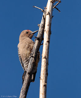Woodpecker Desert woodpecker hanging out on last years yucca bloom stock. Geotagged,Melanerpes uropygialis,Spring,United States,gila woodpecker