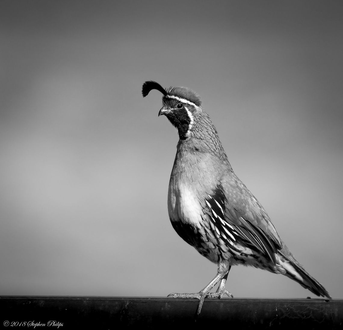 Feathers I appreciate how details pop when a decent B&amp;W treatment is applied to wildlife. Sometimes it works sometimes it doesn't. Callipepla gambelii,Gambels quail,Geotagged,Spring,United States,b&w,black and white
