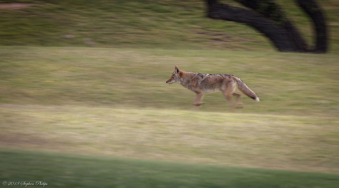 Coyote in Motion Capturing movement in a shot brings a sense of action and life to the image... Canis latrans,Coyote,Geotagged,Spring,United States