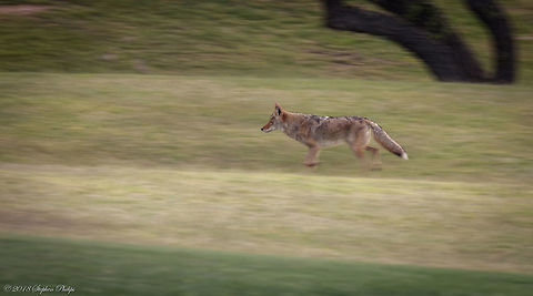 Coyote in Motion Capturing movement in a shot brings a sense of action and life to the image... Canis latrans,Coyote,Geotagged,Spring,United States