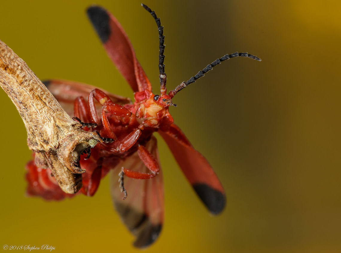 Take Off This net-winged beetle was super hyper and would not sit still for a photo even after I sang to it. Maybe it just didn't like my voice. Anyway, I will upload a different image since this is a species intro.<br />
<br />
Second image: <figure class="photo"><a href="https://www.jungledragon.com/image/59888/second_image_net-winged.html" title="Second Image Net-Winged"><img src="https://s3.amazonaws.com/media.jungledragon.com/images/2428/59888_thumb.jpg?AWSAccessKeyId=05GMT0V3GWVNE7GGM1R2&Expires=1769040010&Signature=vnPD6FzXDwQSSMCIzCSR7r5HJk4%3D" width="200" height="132" alt="Second Image Net-Winged A different view of the net-winged "BLOODY"<br />
<br />
Initial image upload: https://www.jungledragon.com/image/59887/take_off.html<br />
 Geotagged,Lycus sanguineus,Spring,United States" /></a></figure><br />
 Geotagged,Lycus sanguineus,Spring,United States