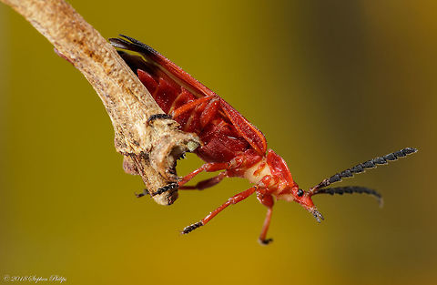 Bloody net-winged beetle