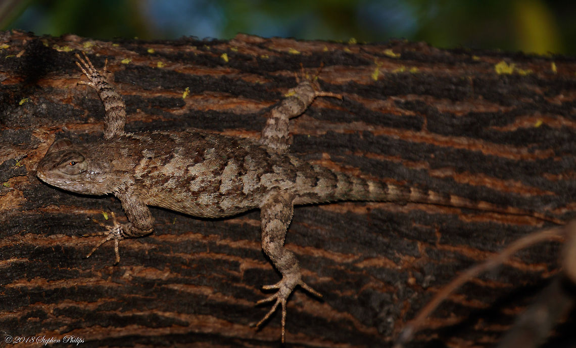 Tree Wearing a Spiny Lizard at night Species introduction link: <a href="https://tucsonherpsociety.org/inhabitants/clarks-spiny-lizard/" rel="nofollow">https://tucsonherpsociety.org/inhabitants/clarks-spiny-lizard/</a> Clark's Spiny Lizard,Geotagged,Sceloporus clarkii,Spring,United States