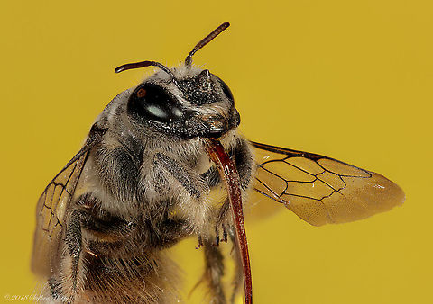 Megachile davidsoni