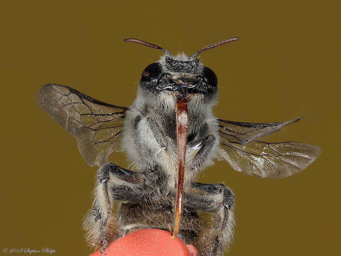 Gene Simmons? Sorry couldn&#039;t resist the tongue parity... Geotagged,Megachile davidsoni,Spring,United States