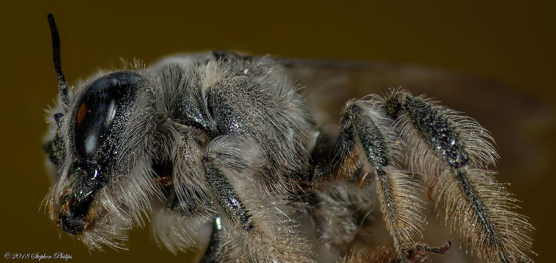 Last one... Promise! A side view of this amazing bee. It is oddly difficult to see the hairs with the naked eye. Just stunning at this level Geotagged,Megachile davidsoni,Spring,United States