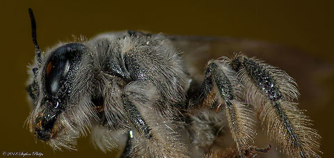 Last one... Promise! A side view of this amazing bee. It is oddly difficult to see the hairs with the naked eye. Just stunning at this level Geotagged,Megachile davidsoni,Spring,United States