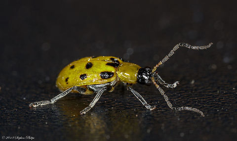 Major Problem in US Cool looking little pest... I did not know these were so destructive to crops here in the USA. Diabrotica undecimpunctata,Geotagged,Spotted cucumber beetle,Spring,United States
