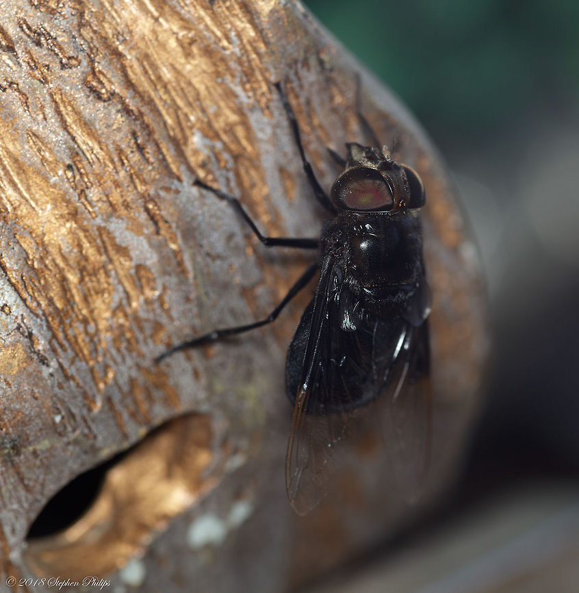 Not a fly on the wall... Rodent and rabbit bot flies develop as parasites of mammals. Adult flies lay their eggs near the entrance of rabbit or rodent burrows or runways and other sites frequented by their animal hosts. The eggs hatch in response to the warmth of a potential host and the maggots enter natural openings, such as the nose or mouth. Initial development usually occurs at these areas but later migrate. Ultimately they settle under the skin in sites typical of the<br />
species (neck, abdomen) and as they grow they appear as large swellings known as warbles.<br />
Larval development within the host animal typically takes 3-5 weeks in small rodents and about two months in jackrabbits. When full-grown they exit the animal and burrow into the soil where they pupate within 24 hours. (Pupae are black with spines.) If temperatures allow, pupation may only take about a month, allowing a second generation to be produced. Often, pupation requires a considerably longer period and is the life stage in which bot flies survive winter.<br />
Adults emerge in morning. Males usually perch on vegetation where they can get a good range of vision and pursue passing females for mating. Mating occurs in flight and adults live only about two weeks. Cuterebra austeni,Geotagged,Spring,United States