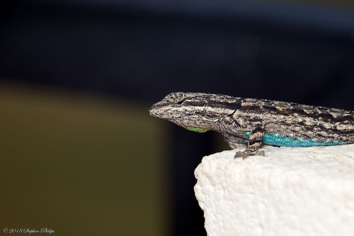 Fence Lizard on a Fence... go figure! Cool little guys, very colorful and not tremendously shy. Geotagged,Sceloporus occidentalis,Spring,United States,Western fence lizard