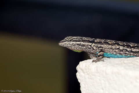 Fence Lizard on a Fence... go figure! Cool little guys, very colorful and not tremendously shy. Geotagged,Sceloporus occidentalis,Spring,United States,Western fence lizard