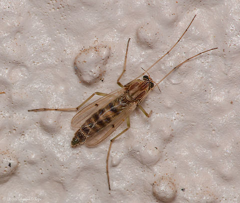 Midge ?? I am not sure what this is but may be some kind of midge.  Geotagged,Spring,United States