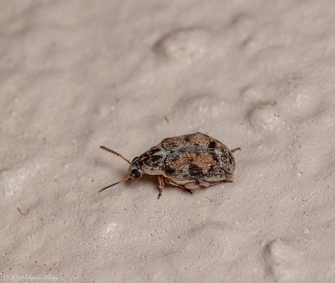 Beetle... Struggling with this one as well... Geotagged,Spring,United States