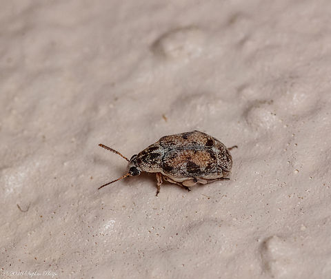 Beetle... Struggling with this one as well... Geotagged,Spring,United States