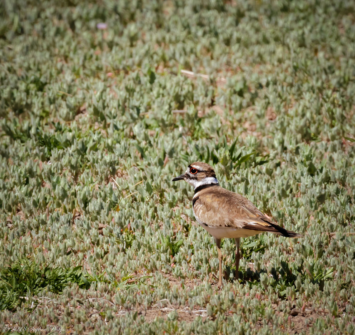 Killdeer These little guys are very skittish and were not camera friendly... Managed to get one keeper. Beautiful eyes. Charadrius vociferus,Geotagged,Killdeer,Spring,United States