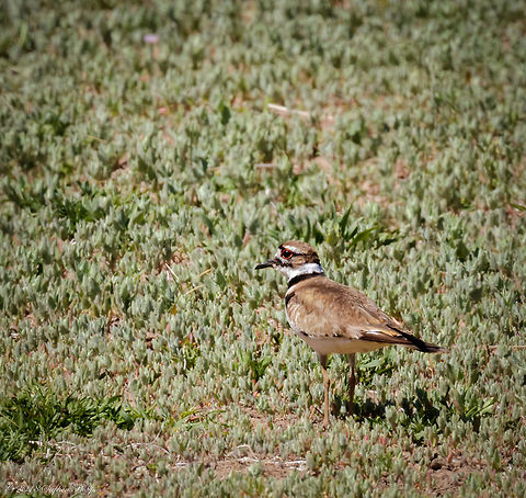 Killdeer These little guys are very skittish and were not camera friendly... Managed to get one keeper. Beautiful eyes. Charadrius vociferus,Geotagged,Killdeer,Spring,United States