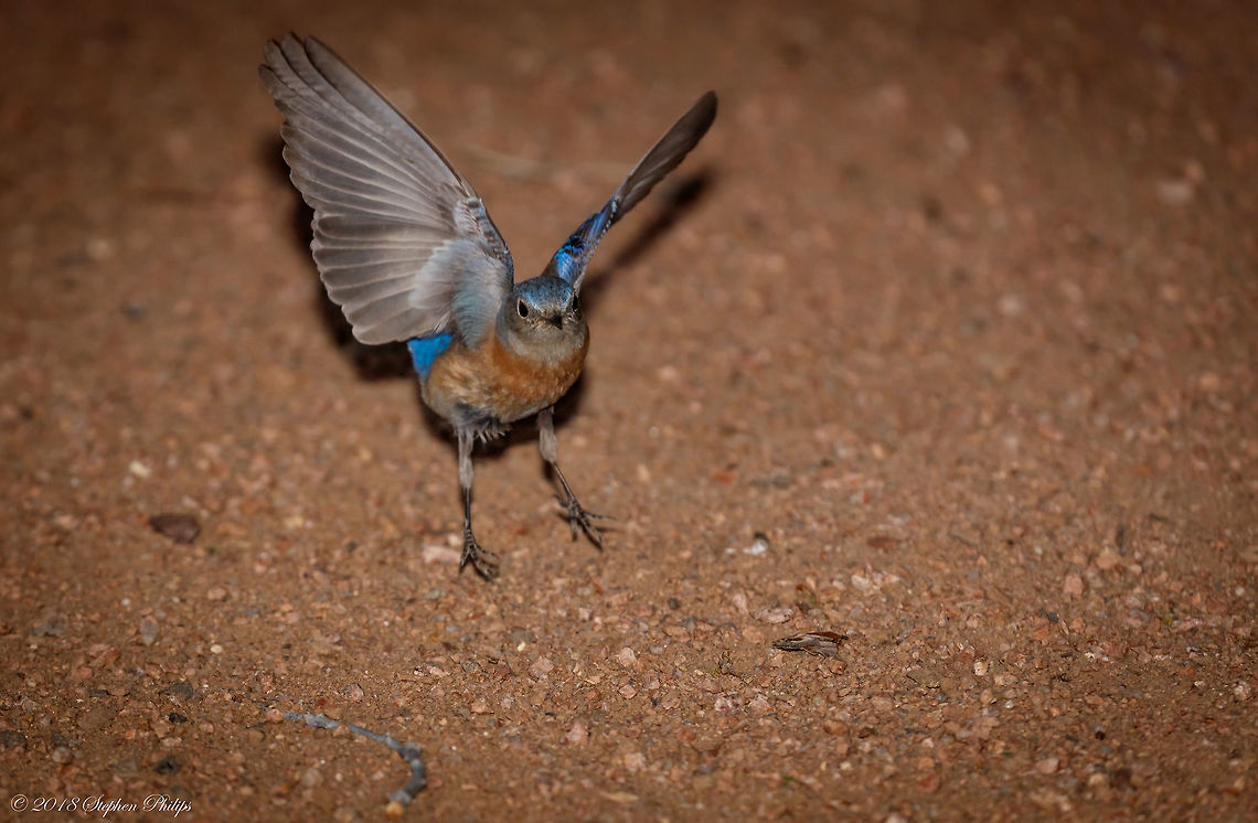 Female Bluebird at night A couple of bluebirds flew down to the forest floor just before dark. Luckily I had my flash mounted and was able to capture both the male and female mates. This one has not even touched the ground yet.<br />
<br />
Male:<br />
<figure class="photo"><a href="https://www.jungledragon.com/image/60623/male_bluebird.html" title="Male Bluebird"><img src="https://s3.amazonaws.com/media.jungledragon.com/images/2428/60623_thumb.jpg?AWSAccessKeyId=05GMT0V3GWVNE7GGM1R2&Expires=1767225610&Signature=ulcYBNubhQAMW9CtqFQ%2BT%2FclwW8%3D" width="200" height="122" alt="Male Bluebird This is the mate to the female linked here: https://www.jungledragon.com/image/60622/female_bluebird_at_night.html Taken right before dark on the forest floor. Geotagged,Sialia mexicana,Spring,United States,Western bluebird" /></a></figure> Geotagged,Sialia mexicana,Spring,United States,Western bluebird