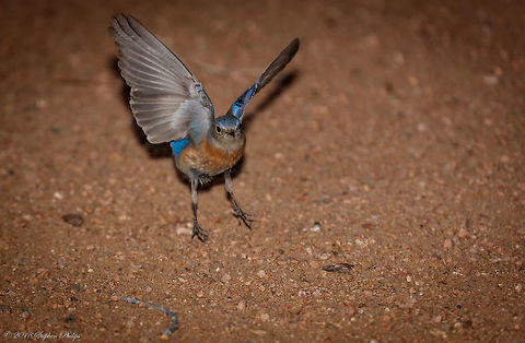 Female Bluebird at night A couple of bluebirds flew down to the forest floor just before dark. Luckily I had my flash mounted and was able to capture both the male and female mates. This one has not even touched the ground yet.

Male:
https://www.jungledragon.com/image/60623/male_bluebird.html Geotagged,Sialia mexicana,Spring,United States,Western bluebird