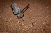Female Bluebird at night A couple of bluebirds flew down to the forest floor just before dark. Luckily I had my flash mounted and was able to capture both the male and female mates. This one has not even touched the ground yet.<br />
<br />
Male:<br />
https://www.jungledragon.com/image/60623/male_bluebird.html Geotagged,Sialia mexicana,Spring,United States,Western bluebird