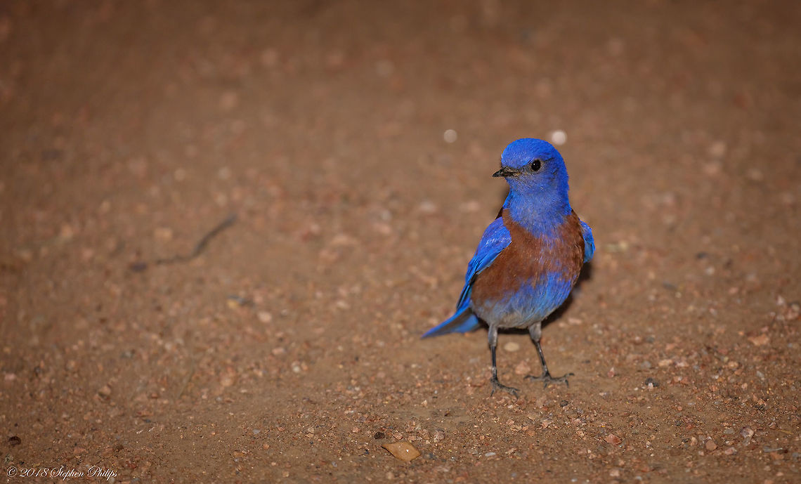 Male Bluebird This is the mate to the female linked here: <figure class="photo"><a href="https://www.jungledragon.com/image/60622/female_bluebird_at_night.html" title="Female Bluebird at night"><img src="https://s3.amazonaws.com/media.jungledragon.com/images/2428/60622_thumb.jpg?AWSAccessKeyId=05GMT0V3GWVNE7GGM1R2&Expires=1759968010&Signature=gBo7M%2Fnw1Peo7BikX0cYLyh%2Fpsk%3D" width="200" height="132" alt="Female Bluebird at night A couple of bluebirds flew down to the forest floor just before dark. Luckily I had my flash mounted and was able to capture both the male and female mates. This one has not even touched the ground yet.<br />
<br />
Male:<br />
https://www.jungledragon.com/image/60623/male_bluebird.html Geotagged,Sialia mexicana,Spring,United States,Western bluebird" /></a></figure> Taken right before dark on the forest floor. Geotagged,Sialia mexicana,Spring,United States,Western bluebird