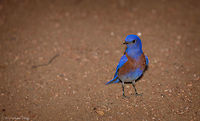 Male Bluebird This is the mate to the female linked here: https://www.jungledragon.com/image/60622/female_bluebird_at_night.html Taken right before dark on the forest floor. Geotagged,Sialia mexicana,Spring,United States,Western bluebird