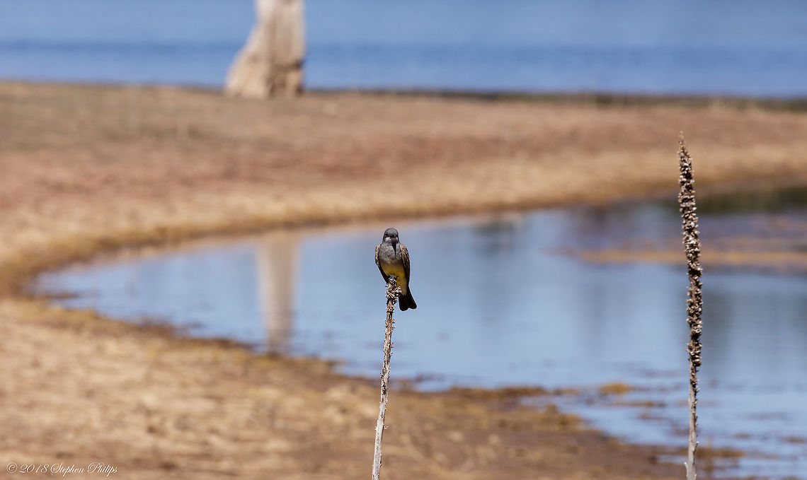 Flycatcher Female Cassin's Along a slough entering in a lake in the White Mountains in Arizona a flycatcher is perched in anticipation of the morning hatch. Cassin's kingbird,Geotagged,Spring,Tyrannus vociferans,United States