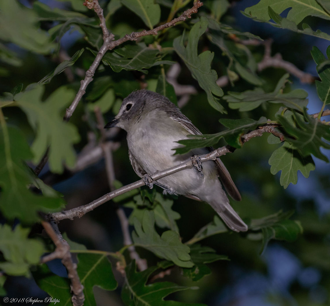 Night shot This warbler was sitting in an oak tree at dusk. With a flash I was able to capture this little female. I am not 100% on the specific warbler but given the location and time of year it felt right. Geotagged,Lucys warbler,Oreothlypis luciae,Spring,United States
