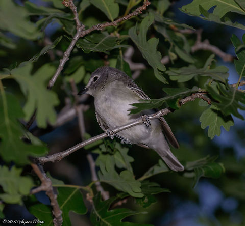 Night shot This warbler was sitting in an oak tree at dusk. With a flash I was able to capture this little female. I am not 100% on the specific warbler but given the location and time of year it felt right. Geotagged,Lucys warbler,Oreothlypis luciae,Spring,United States