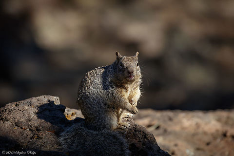 Rock Squirrel Just liked the shot... Very healthy rock squirrel at 2,000m. Geotagged,Otospermophilus variegatus,Rock squirrel,Spring,United States