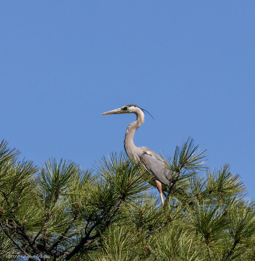 Heron in a Pine Tree This is largely cropped but I found it interesting that this heron was perched atop a 75&#039; (23m) pine tree looking out over a lake in the White Mountains of Arizona. Ardea herodias,Geotagged,Great blue heron,Spring,United States