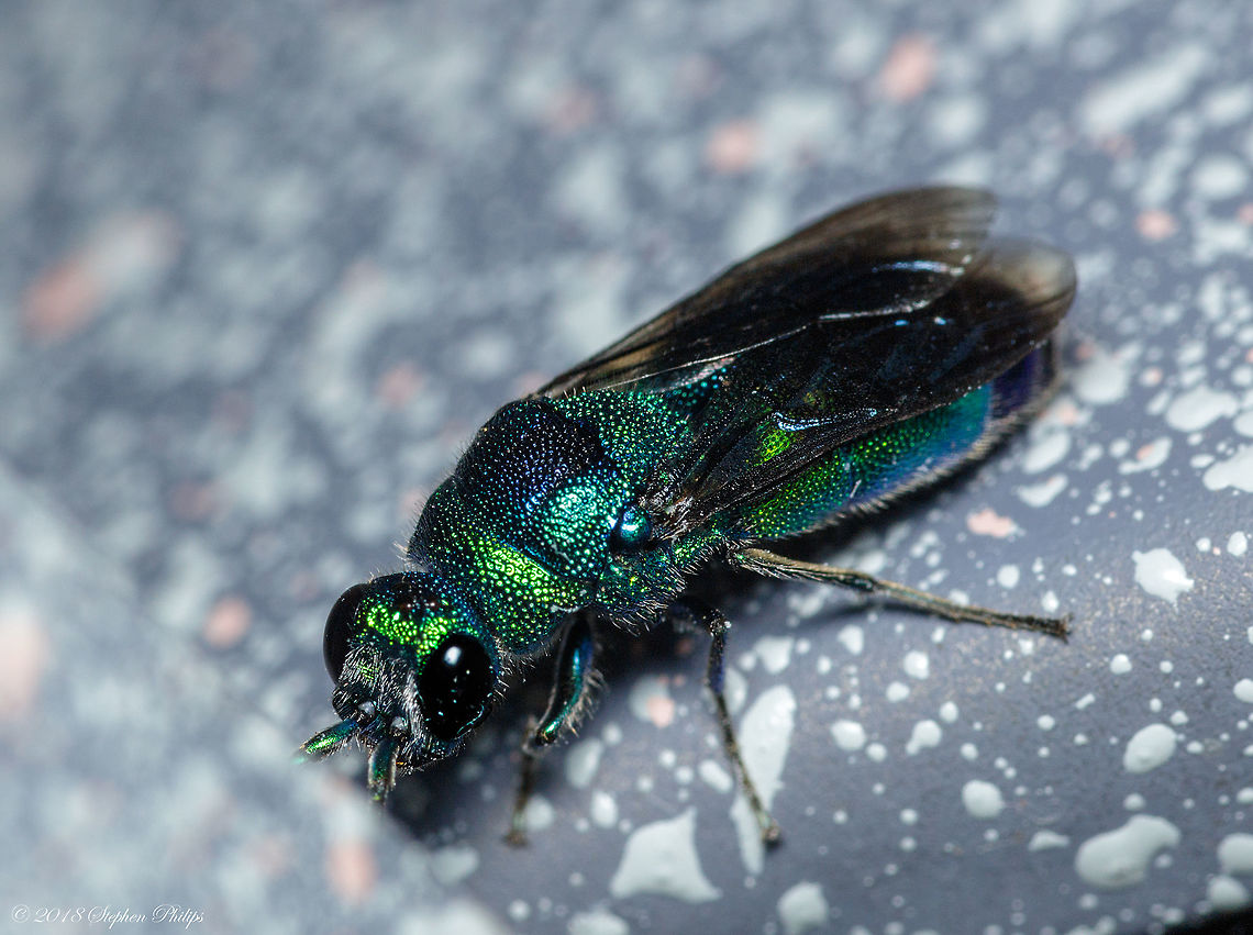 Emerald Jewel Wasp This was one tough little dude to photograph live. They move franticly without ceasing. Members of the largest subfamily, Chrysidinae, are the most familiar; they are generally kleptoparasites, laying their eggs in host nests, where their larvae consume the host egg or larva while it is still young, then the food provided by the host for its own juvenile. Chrysidines are distinguished from the members of other subfamilies in that most have flattened or concave lower abdomens and can curl into a defensive ball when attacked by a potential host, in the manner of a pill bug. Ampulex compressa,Chrysis nitidula,Emerald cockroach wasp,Geotagged,Spring,United States
