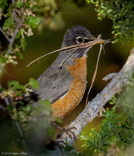 American Robin Gathering nesting material kept this guy pretty busy on the day I camped near his roost. American Robin,Geotagged,Spring,Turdus migratorius,United States