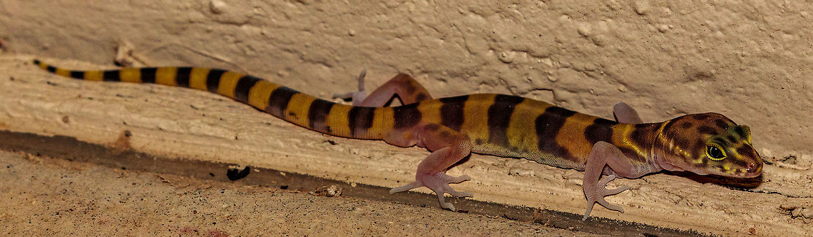 Banded Gecko The second one I have been able to photograph. Fairly nocturnal. This one I used a flash at night which looks fairly natural. I was about two feet away with flash exp. comp -2/3 on camera pointed slightly up with a white diffuser on the front of the flash head. Coleonyx variegatus,Geotagged,Spring,United States,Western banded gecko